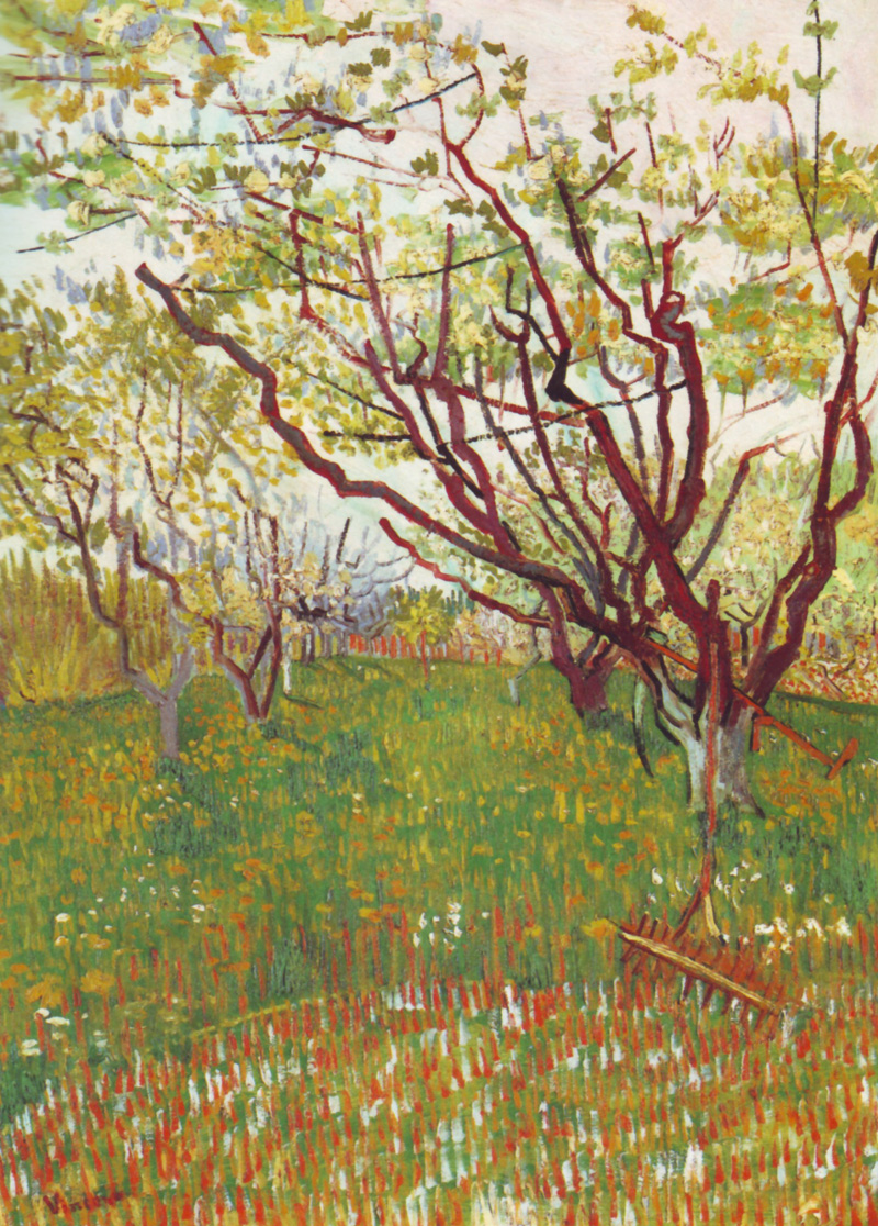 Cherry Tree