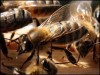 The Economic Value of Honeybees