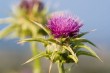 Cleansing Milk Thistle