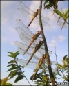 Dragonfly migration across the sea