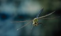 Dragonflies in danger of extinction