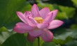 The edible, incredible lotus flower