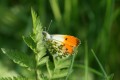 Spring Butterfly Spotting