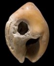 Tiny Shell Beads Point To Ancient Fashion Trend