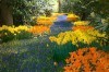 Holland: Keukenhof is blooming beautiful